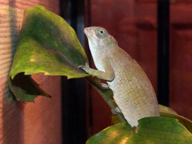 Фото Fischer's chameleon