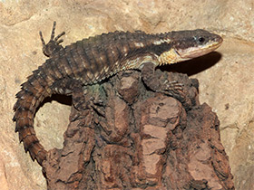 Фото East African spiny-tailed lizard