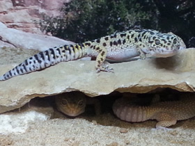 Фото Gecko leopardo