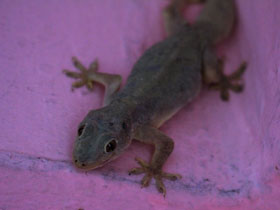 Фото Yellow-bellied Gecko
