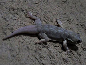 Фото Yellow-bellied Gecko