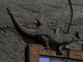 Фото Yellow-bellied Gecko