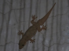 Фото Yellow-bellied Gecko