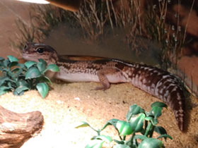 Фото African fat-tailed gecko