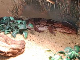 Фото African fat-tailed gecko