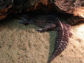 Фото African fat-tailed gecko