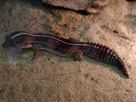 Фото African fat-tailed gecko