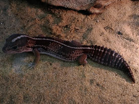 Фото African fat-tailed gecko