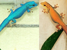 Фото Williams' Dwarf Gecko