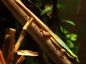 Фото Yellow-headed day gecko