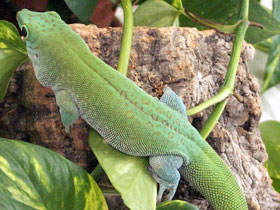 Фото Koch's giant day gecko