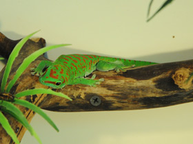 Фото Madagascar day gecko