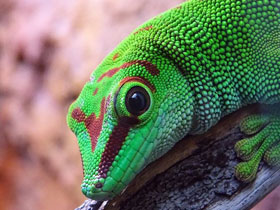 Фото Madagascar day gecko