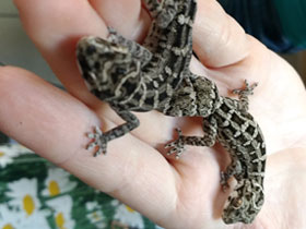 Фото Carrot-tail viper gecko