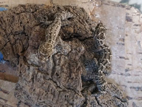 Фото Carrot-tail viper gecko