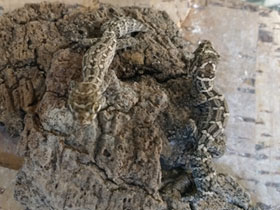 Фото Carrot-tail viper gecko