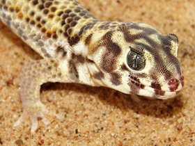 Фото Common wonder gecko