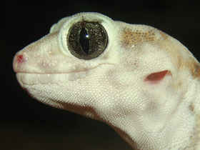 Фото Common wonder gecko