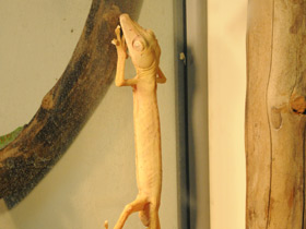 Фото Spearpoint leaf-tail gecko