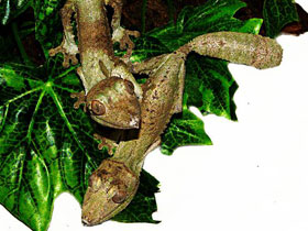Фото Lichenose leaf-tailed gecko