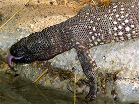 Фото Mexican bearded lizard