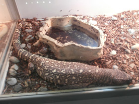 Фото Mexican bearded lizard