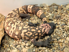 Фото Gila monster