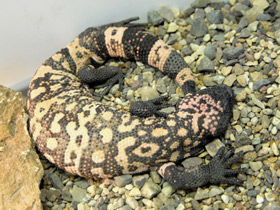 Фото Gila monster