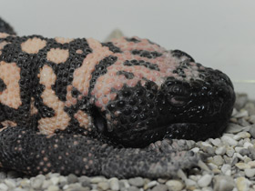 Фото Gila monster