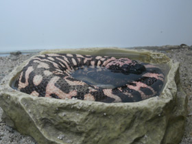 Фото Gila monster