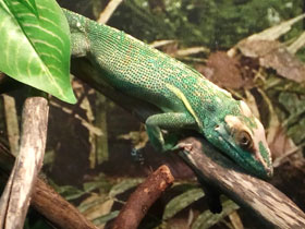 Фото Knight anole