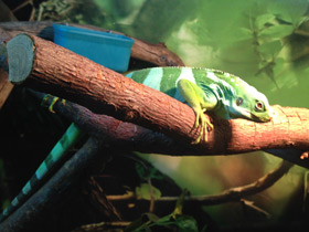 Фото Fiji banded iguana