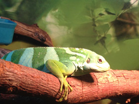Фото Iguana bandeada de Fiyi