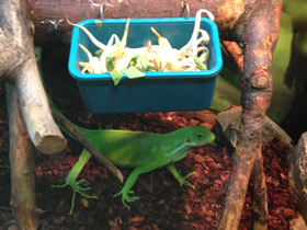 Фото Iguana bandeada de Fiyi