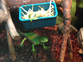 Фото Iguana bandeada de Fiyi