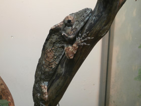 Фото Oriente Bearded Anole