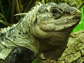 Фото Iguana de Utila