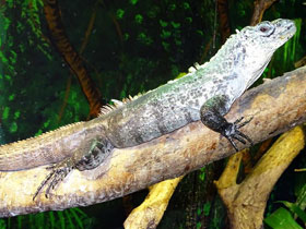 Фото Iguana de Utila