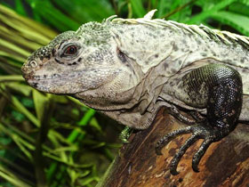 Фото Iguana de Utila