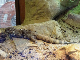 Фото Ctenosaura palearis