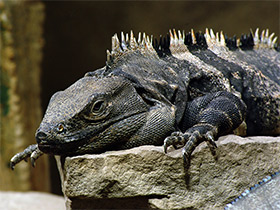 Смотреть фото Garrobo negro Фото Garrobo negro