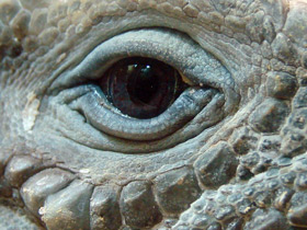 Фото Rhinoceros iguana