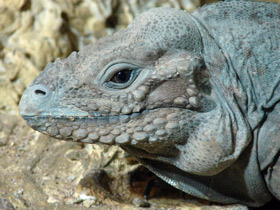 Фото Rhinoceros iguana
