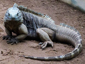 Фото Blue iguana