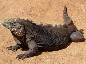 Фото Cuban rock iguana