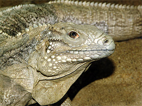 Фото Cuban rock iguana