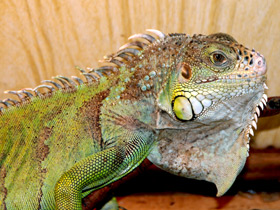 Фото Iguana común