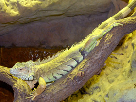 Фото Iguana común