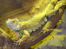 Фото Green iguana