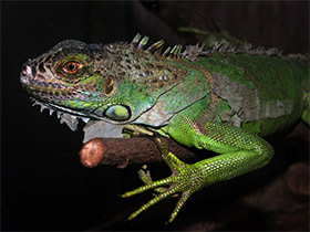 Фото Green iguana